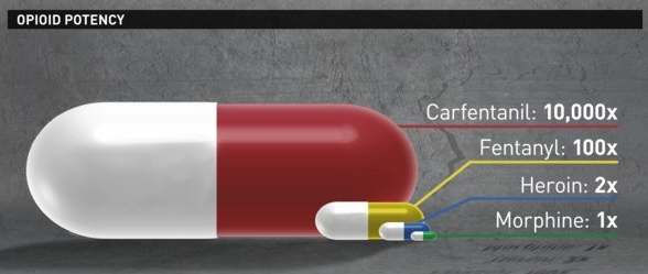 Carfetanil - Fentanyl - Heroin - Morphine.png