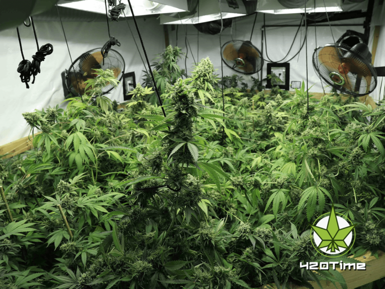 marijuana-hydroponics-768x576.png