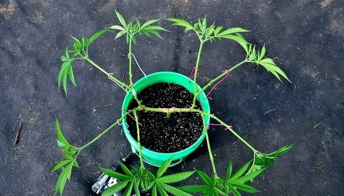 training-marijuana-growing-big-nugs.jpg